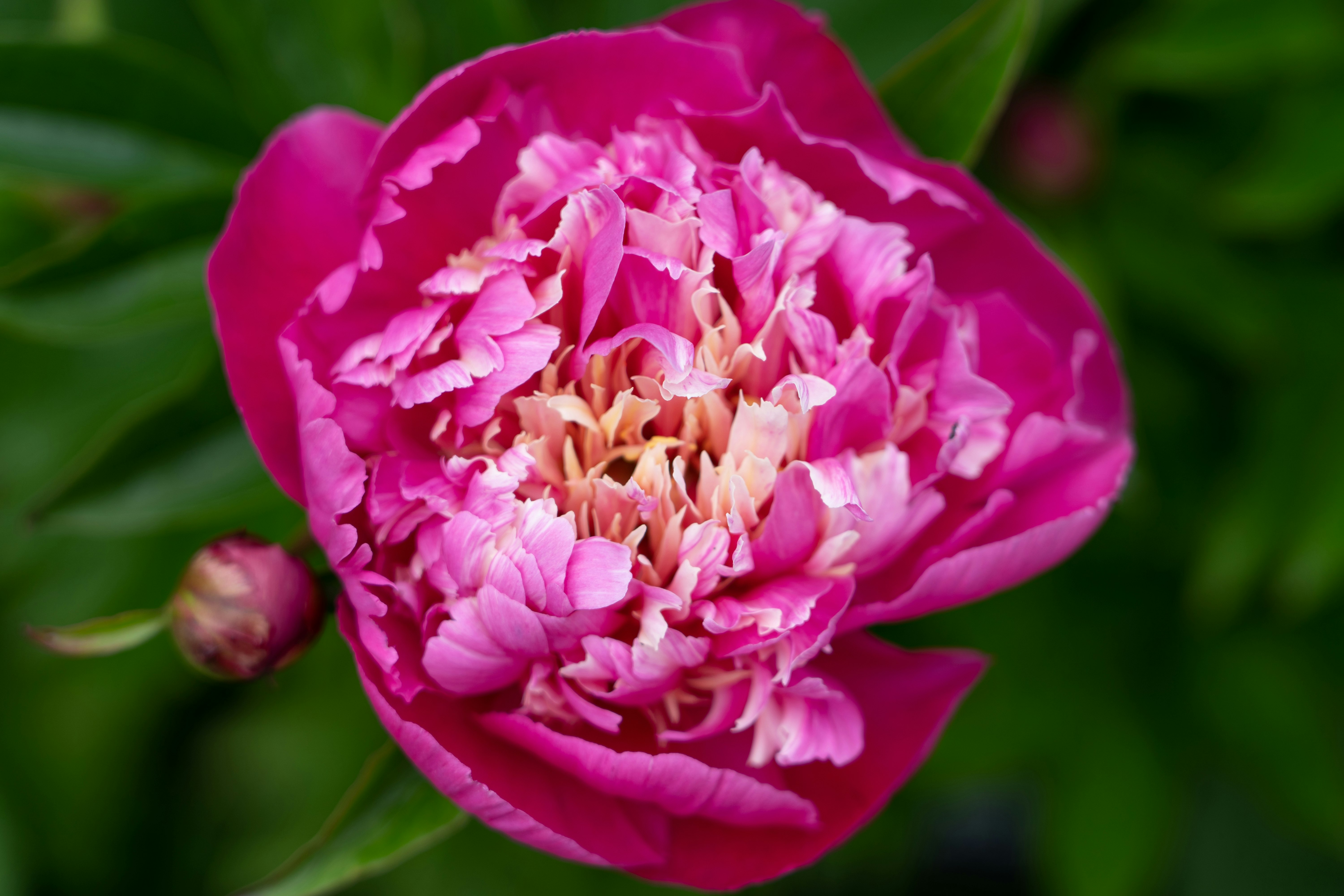 pink and white flower in macro photography